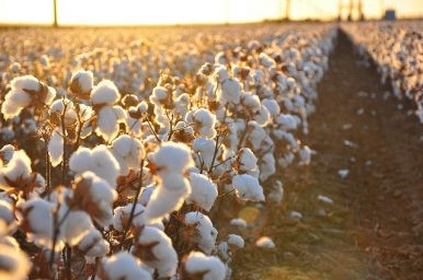 For the sake of workers, Uzbekistan is privatising its cotton industry