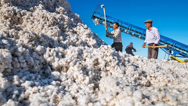 Uzbekistan tries to end the use of forced labour in the cotton fields