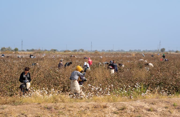 Significant risks” remain in Uzbek cotton sector