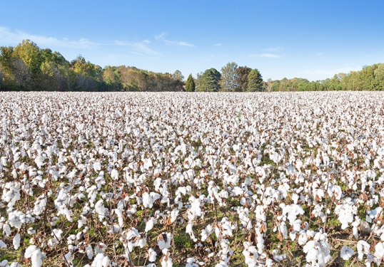 Twelve major brands sign Turkmen Cotton Pledge