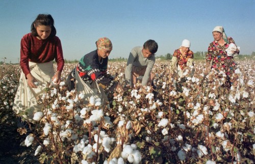 Is Uzbekistan Free from Forced Cotton-Picking?