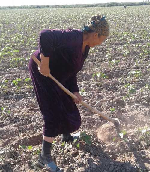 Uzbekistan: Teachers, Medical Workers, Welfare Recipients Weeded Cotton Fields under Threat