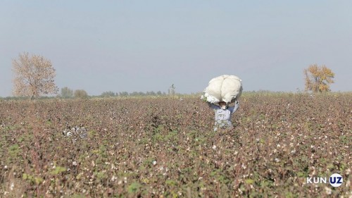 Cotton Campaign Ўзбекистондаги 2020 йилги пахта терими мониторинги натижаларини эълон қилди