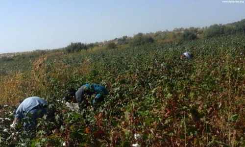 Туркменистан: Началась мобилизация госслужащих на сбор хлопка