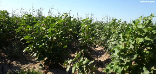 Turkmen Teachers Sent Early to Pick Cotton