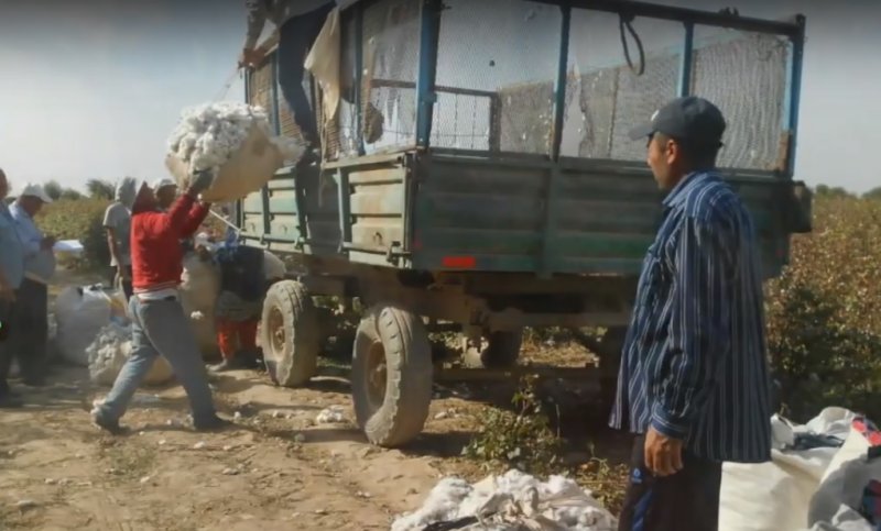 Video: Cotton pickers hired by the employees of public organizations