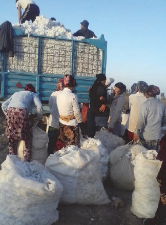 Human rights organisations and ILO experts confirm the mass use of forced labour in the cotton industry of Uzbekistan 