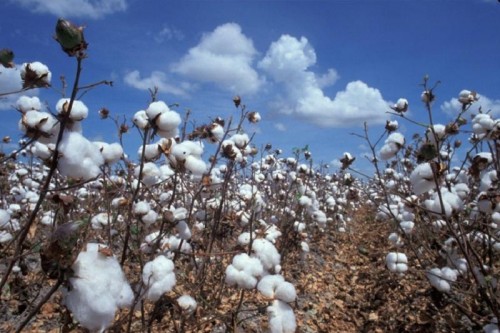 Uzbek Official Unleashes Torrent of Abuse at Cotton Meeting