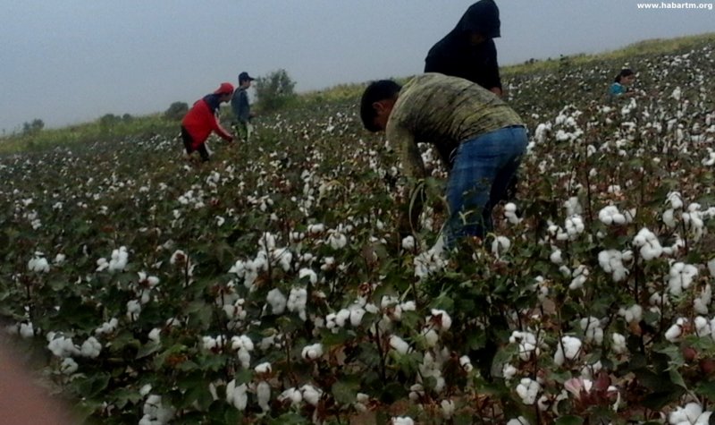 Turkmenistan: Children Continue to Pick Cotton Despite Ban