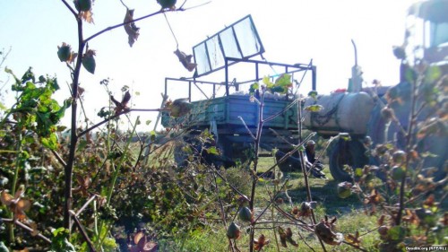 Tashkent Region: Two Farmers Arrested for Defaulting on Cotton Loans