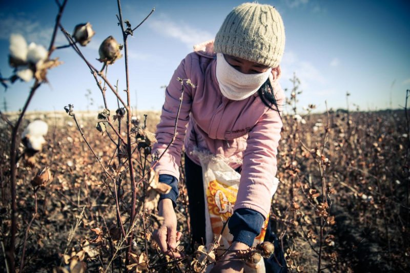 Uzbekistan: Forced Labor Linked to World Bank. Systematic Violations Underpin Country’s Cotton Sector