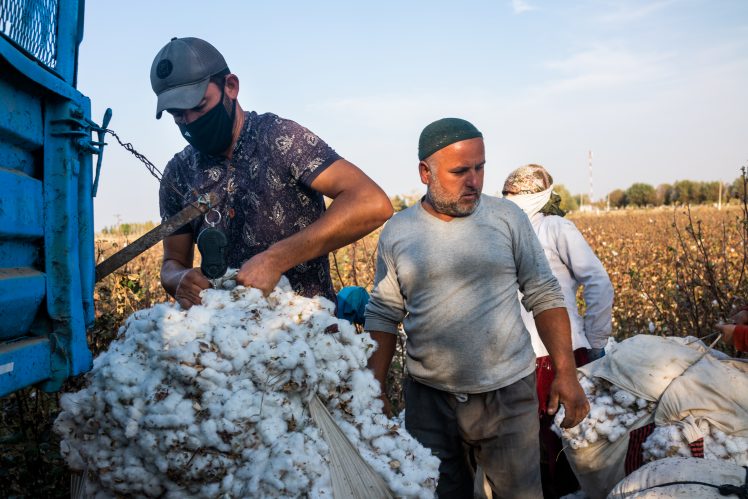 Land-grabs – the new red flag for Uzbek cotton sector