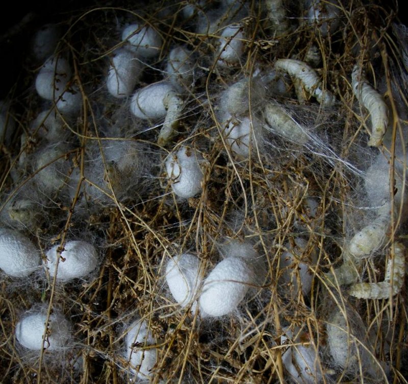 Uzbek Farmer: I would be glad to refuse to grow cocoons 