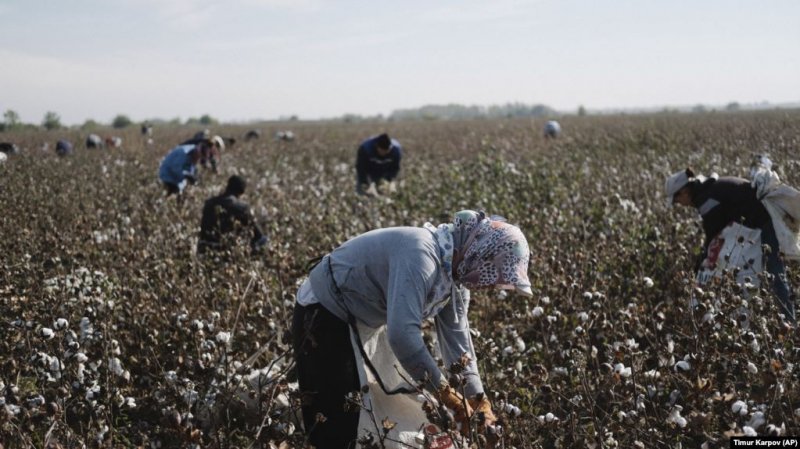 Uzbek State Workers Say They're Still Being Forced To Pick Cotton