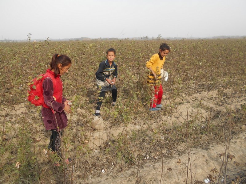 Children in the Andijan Region Pick Cotton	