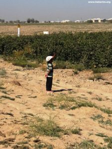 Teachers in Turkmenistan forced to pick cotton during fall break