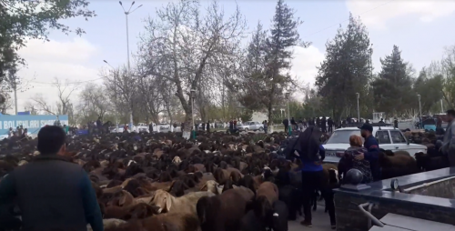 В Самарканде недовольные пастухи пригнали огромное стадо овец к зданию районной администрации (видео)