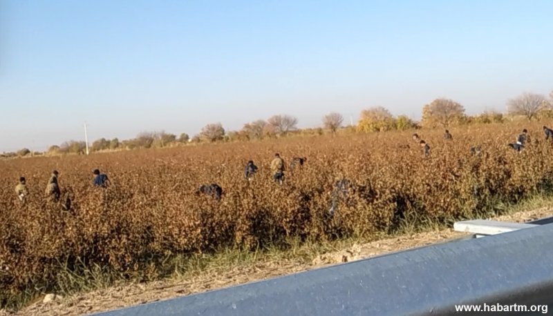 Soldiers finish cotton harvest in Turkmenistan