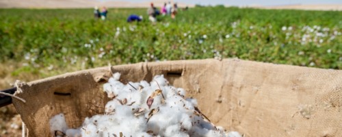 Brands should boycott Turkmenistan cotton over use of forced and child labour