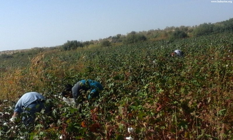 Turkmenistan kicks off mobilization of civil servants for cotton season