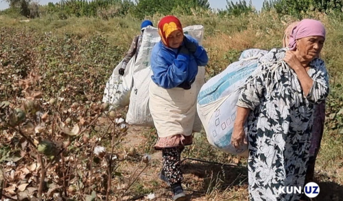 Меҳнатда қорайган қўллар. Пахта даласидан репортаж