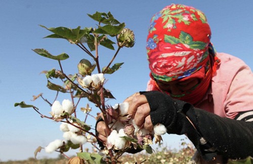 UGF Report: Despite Progress, Systemic Forced Labor Persists in Uzbekistan’s 2018 Cotton Harvest  Cotton Campaign Urges Further Reform