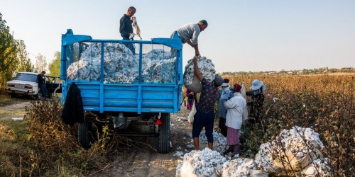 INTERIM FINDINGS ON UZBEKISTAN ́S COTTON HARVEST – 2020