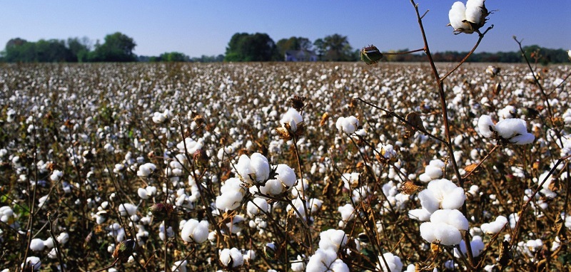 Uzbekistan: Some Workers Excused from Cotton Fields