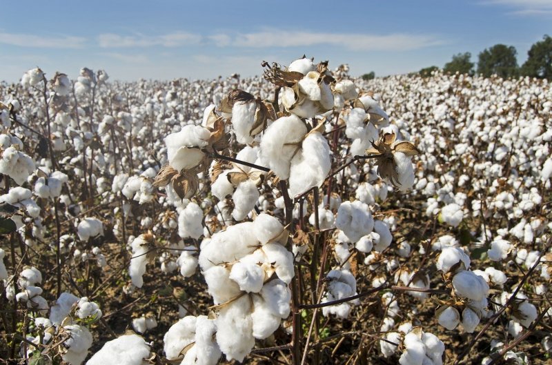 Fashion Brands Urged to Boycott Turkmenistan’s Cotton