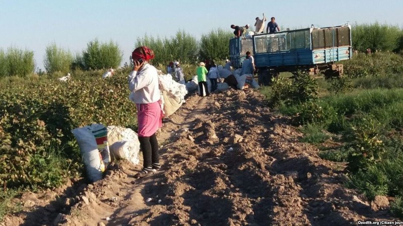 В Узбекистане будут наказывать за принуждение к сбору хлопка