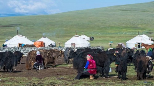 Бишкек намерен вернуть трудовых мигрантов к скотоводству на родине