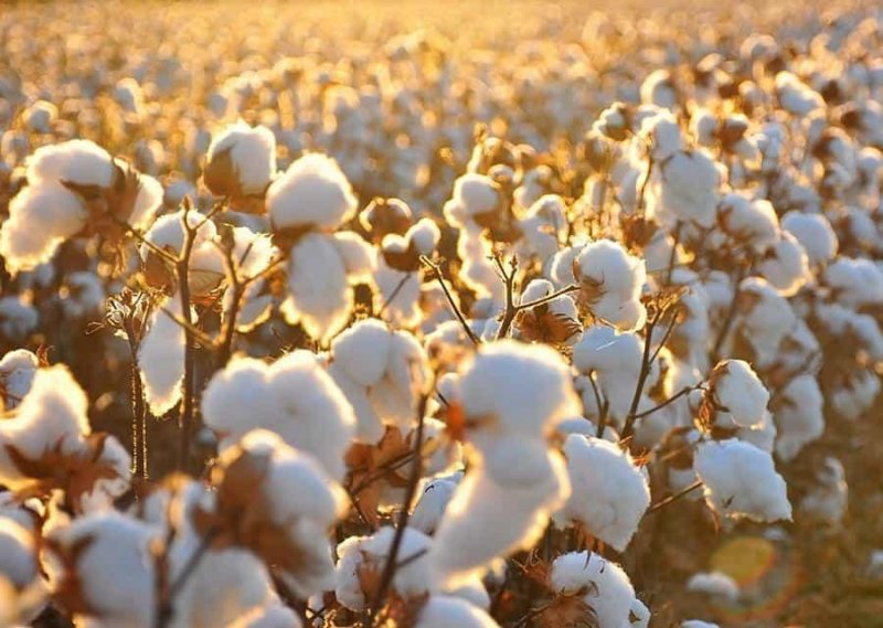 Cotton campaign page summary on Turkmenistan