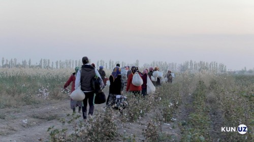 Majburiy mehnat holatlari ko‘p aniqlangan viloyatlar ma'lum qilindi