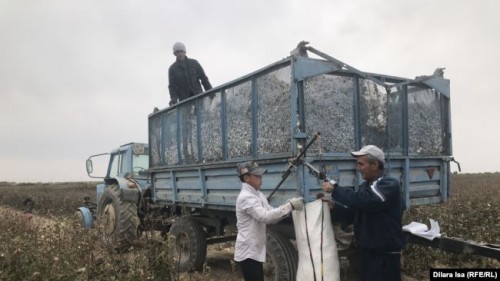 Декхане просят наладить прямой экспорт хлопка из Казахстана 