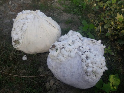 Teachers in Andijan Ordered to Hire Workers to Pick Cotton	