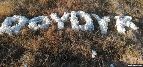 «Надоело!» Сбор хлопка в Туркменистане продлится до конца года