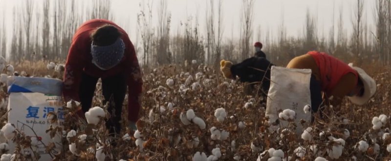 China’s ‘tainted’ cotton