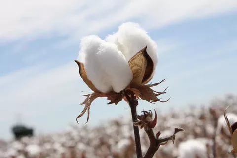 Transcript of cotton meeting held by Nematulla Abdullaev, hokim of the Parkent district of Tashkent region