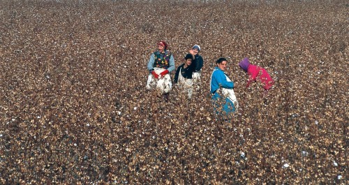 World Bank funds linked to forced labour in Uzbekistan