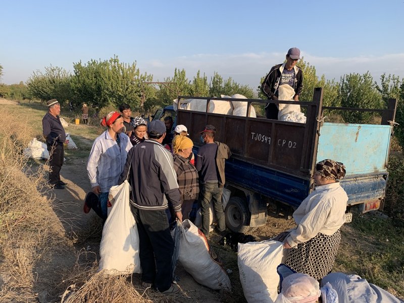 Teachers toil in cotton fields as Tajikistan tries to fix trade imbalance