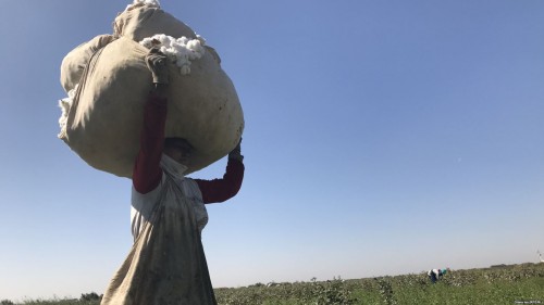 Campaigners challenge U.N. over forced labor in Uzbekistan's cotton industry