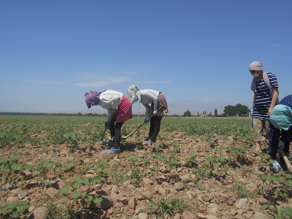 Pop-cotton-fields.jpg