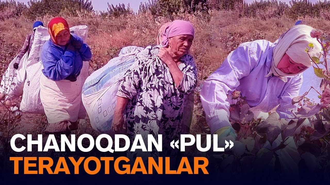 Меҳнатда қорайган қўллар. Пахта даласидан репортаж