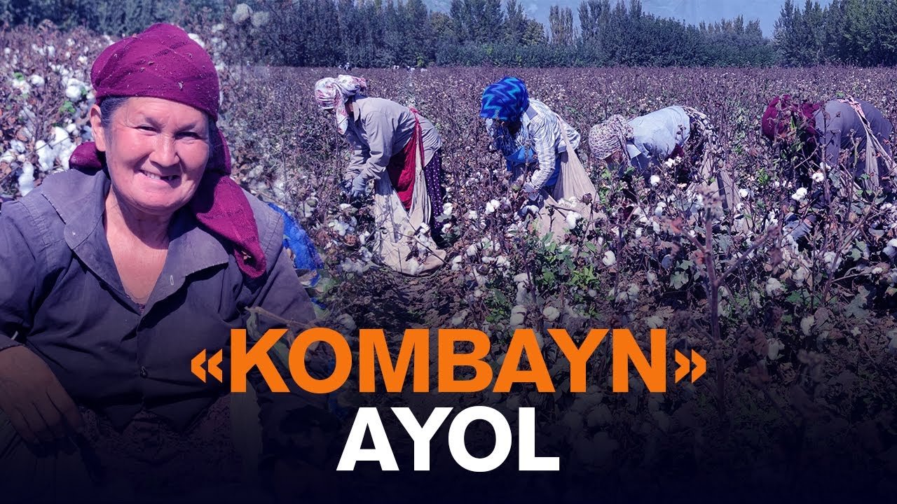 “Шу ёшга кириб бир марта “давления” ўлчатмадим” – бир кунда 200 кг пахта тераётган қувалик аёл