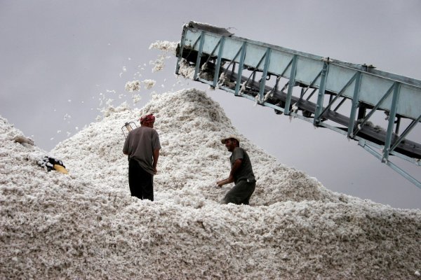 Таджикские фермеры рассказали, почему им невыгодно растить хлопок