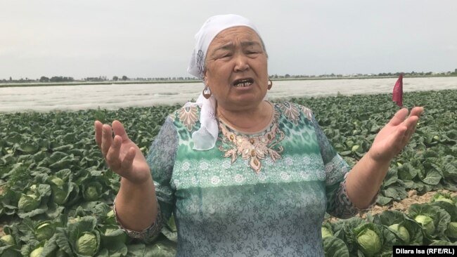 Нәзира Өтегенова капуста егістігі алқабында тұр. Түркістан облысы, Жетісай ауданы, Абай ауылдық округі. 29 сәуір 2020 жыл.