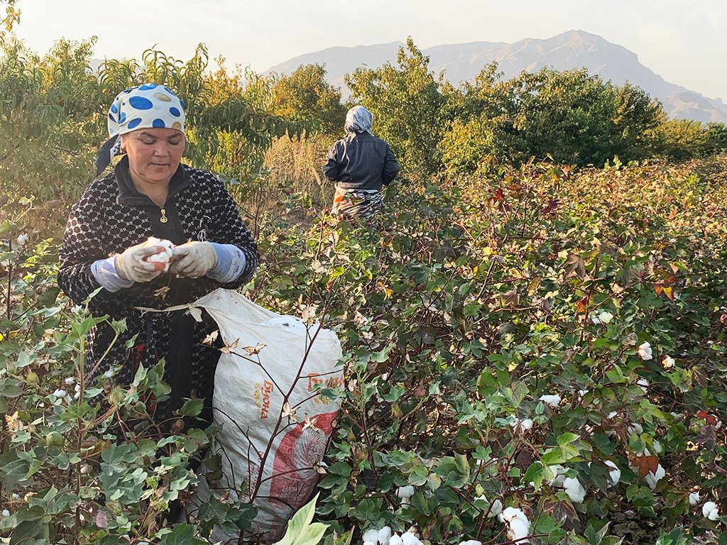 Tajikistan cotton