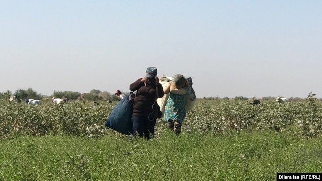Сборщицы хлопка несут мешки с собранным сырцом. Туркестанская область, 2 октября 2018 года.