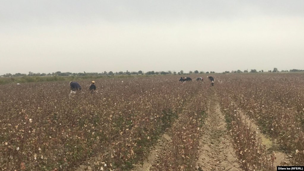 Взрослые и дети на сборе хлопка на полях. Туркестанская область, 29 сентября 2020 года.