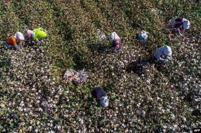 Хлопкоробы в Синьцзяне. Фотография 2017 года.